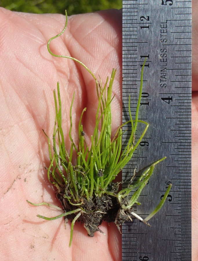 Juncus bufonius