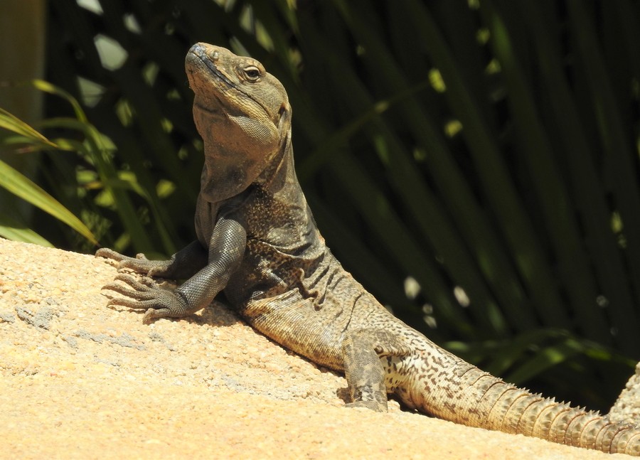 Ctenosaura hemilopha Ctenosaura hemilopha