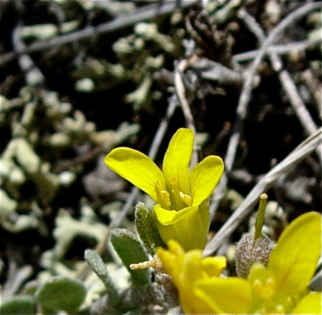 Physaria montana