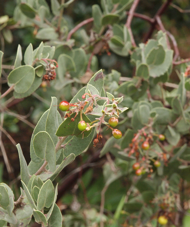 Arctostaphylos gabilanensis Arctostaphylos gabilanensis
