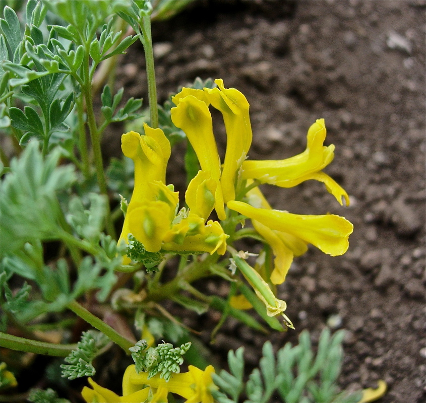 Corydalis aurea