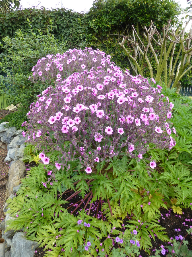 Geranium maderense