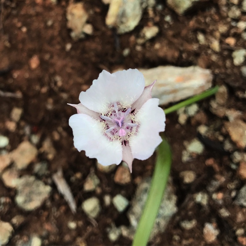 Calochortus umbellatus