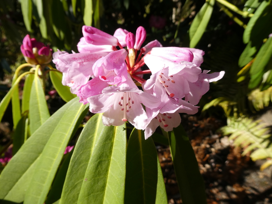 Rhododendron coryanum