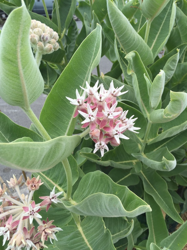 Asclepias speciosa