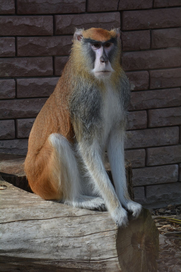 Erythrocebus patas