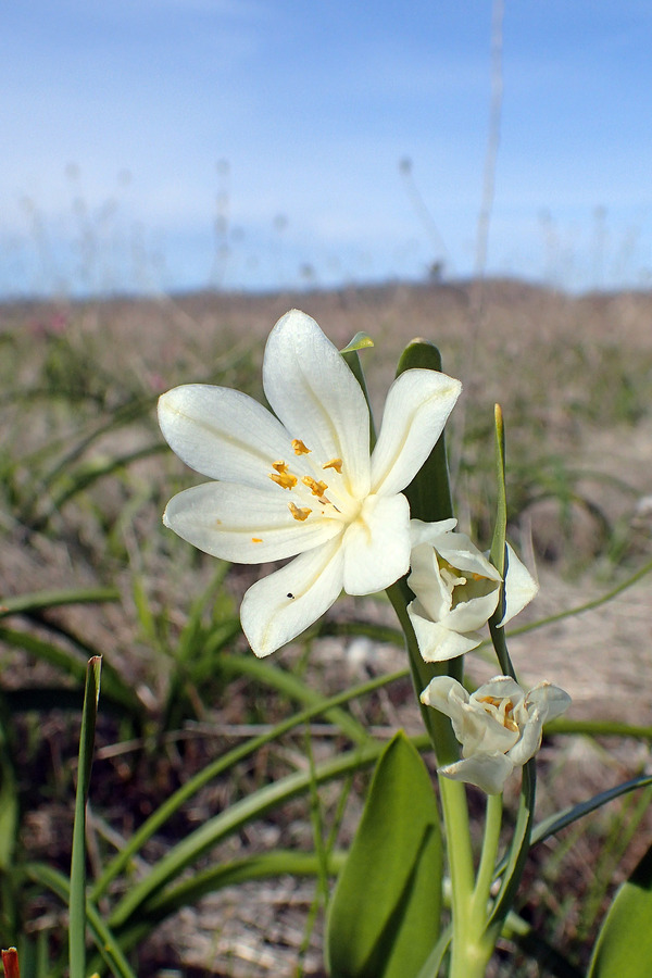 Fritillaria pluriflora