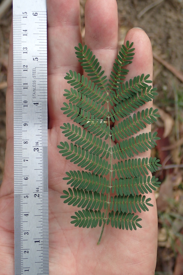 Acacia melanoxylon