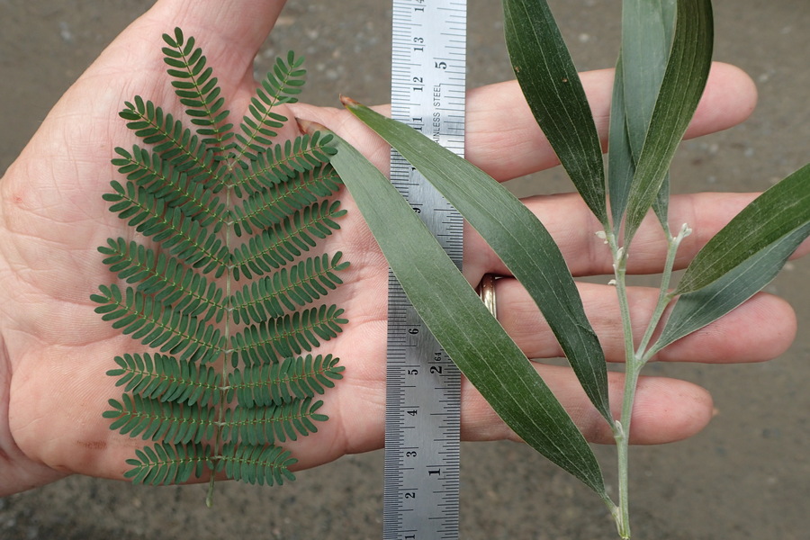 Acacia melanoxylon