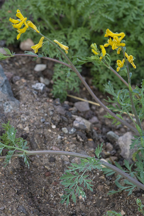 Corydalis aurea