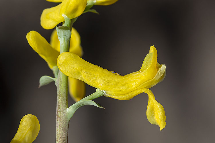 Corydalis aurea