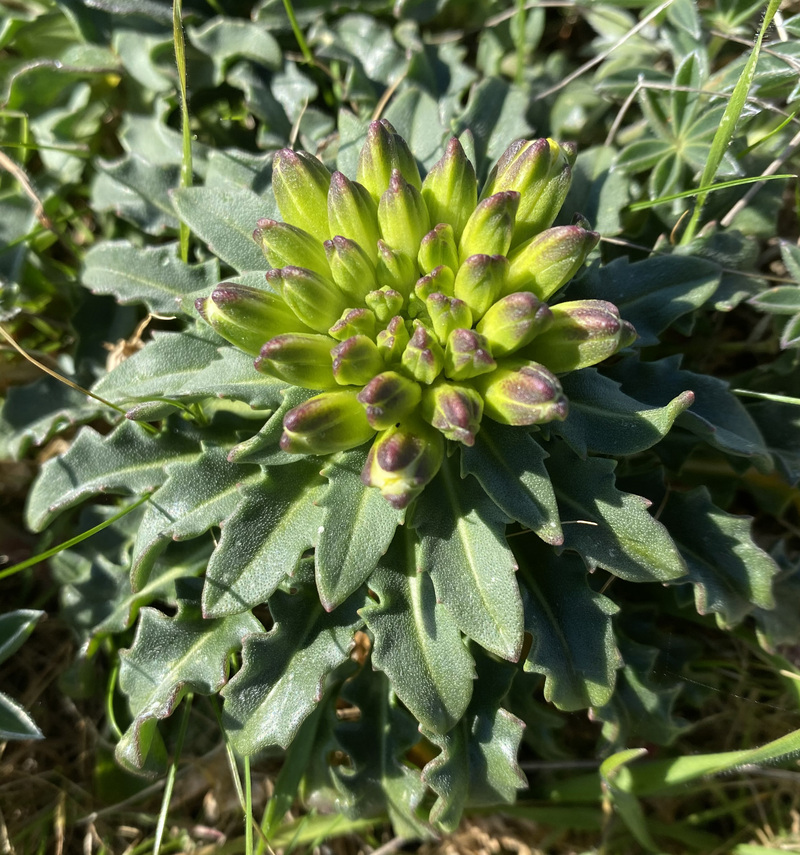 Erysimum concinnum