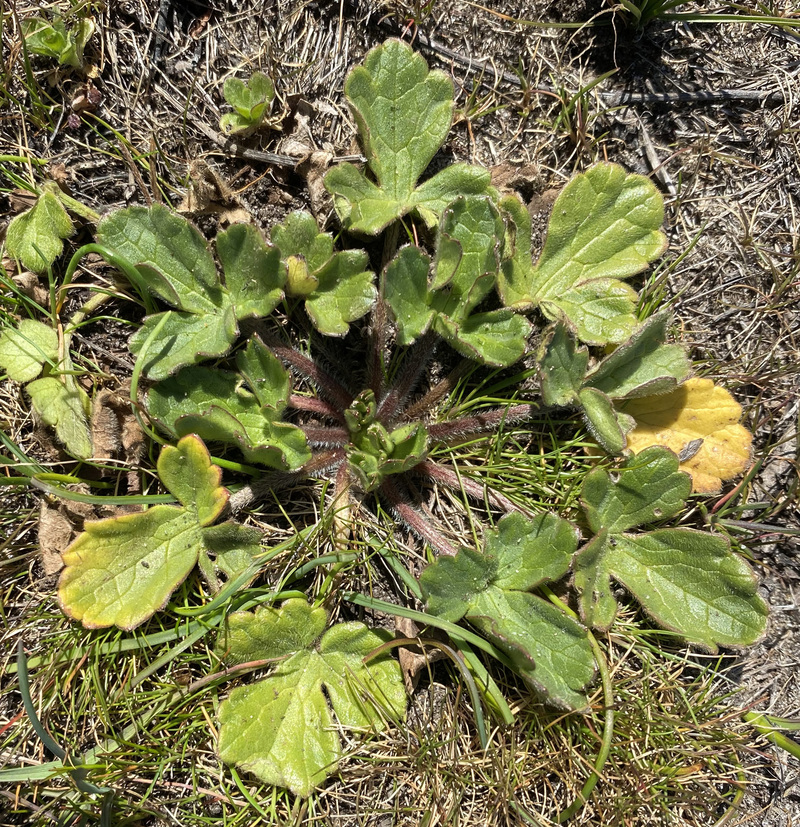 Ranunculus californicus var. cuneatus