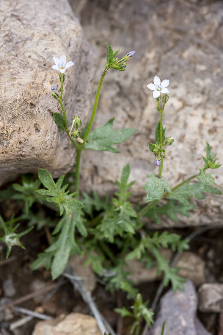 Gilia mexicana