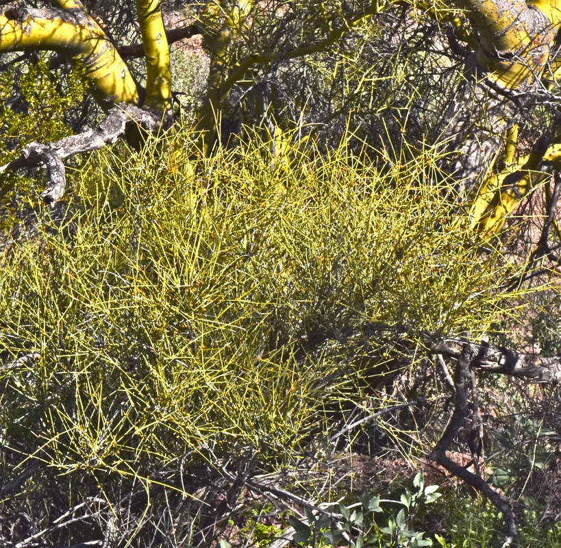 Ephedra aspera