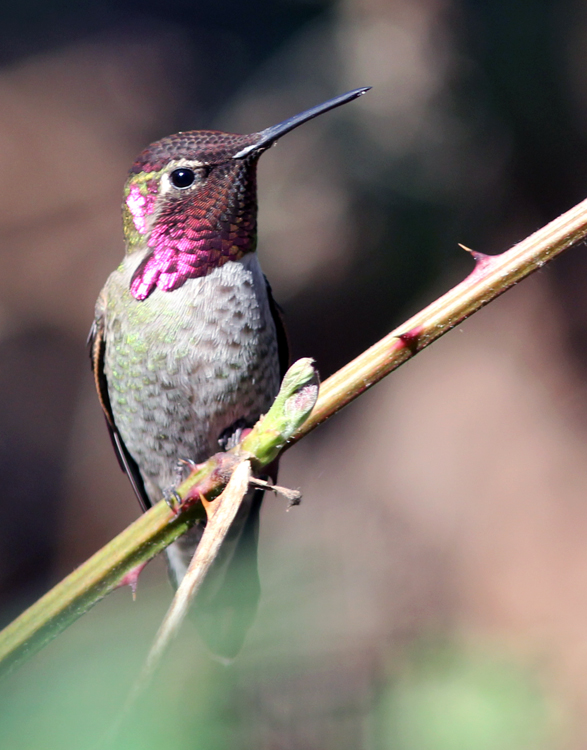 Calypte anna Calypte anna