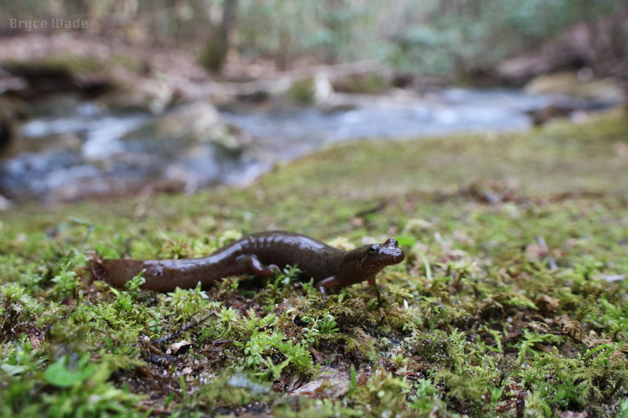 Desmognathus welteri