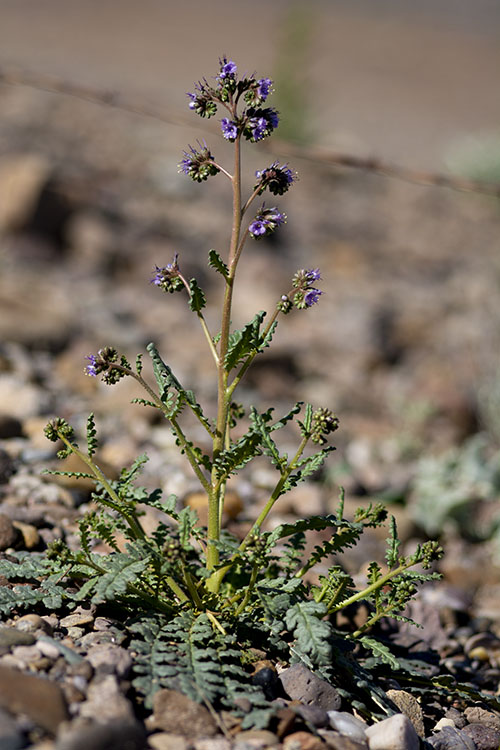 Phacelia intermedia