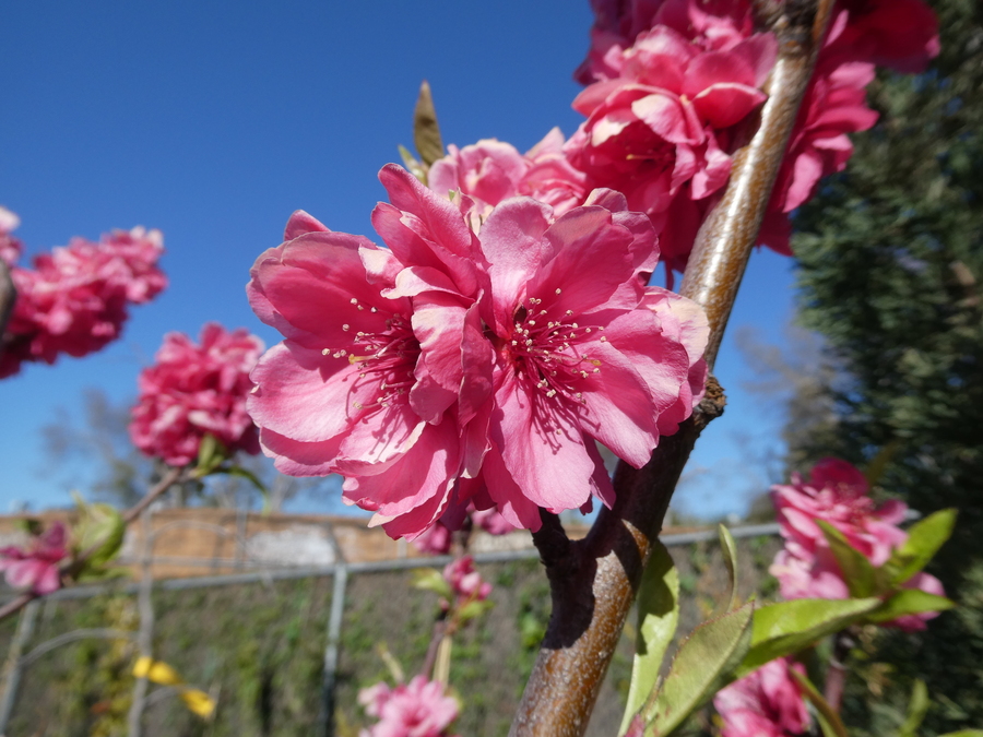 Prunus persica