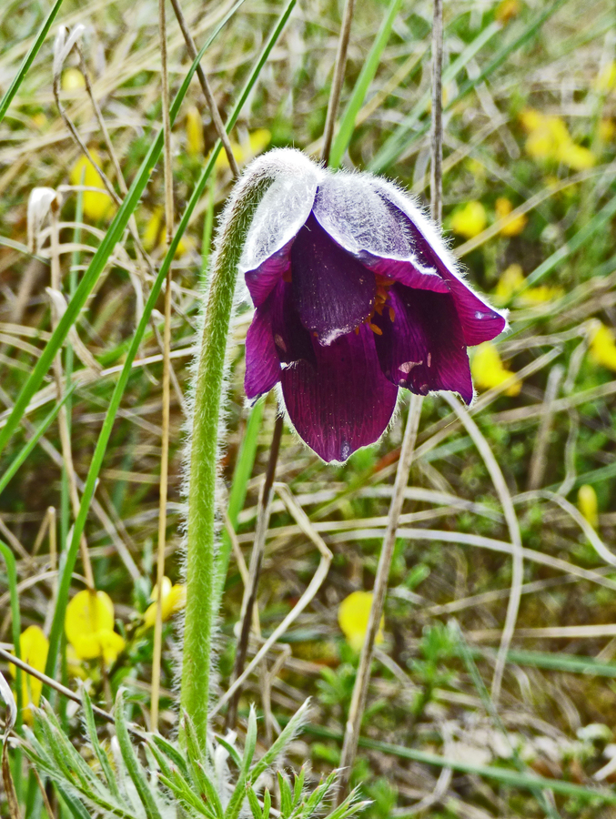 Pulsatilla rubra