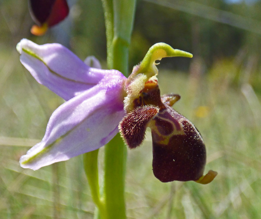 Ophrys scolopax