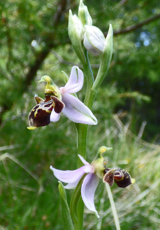 Ophrys scolopax