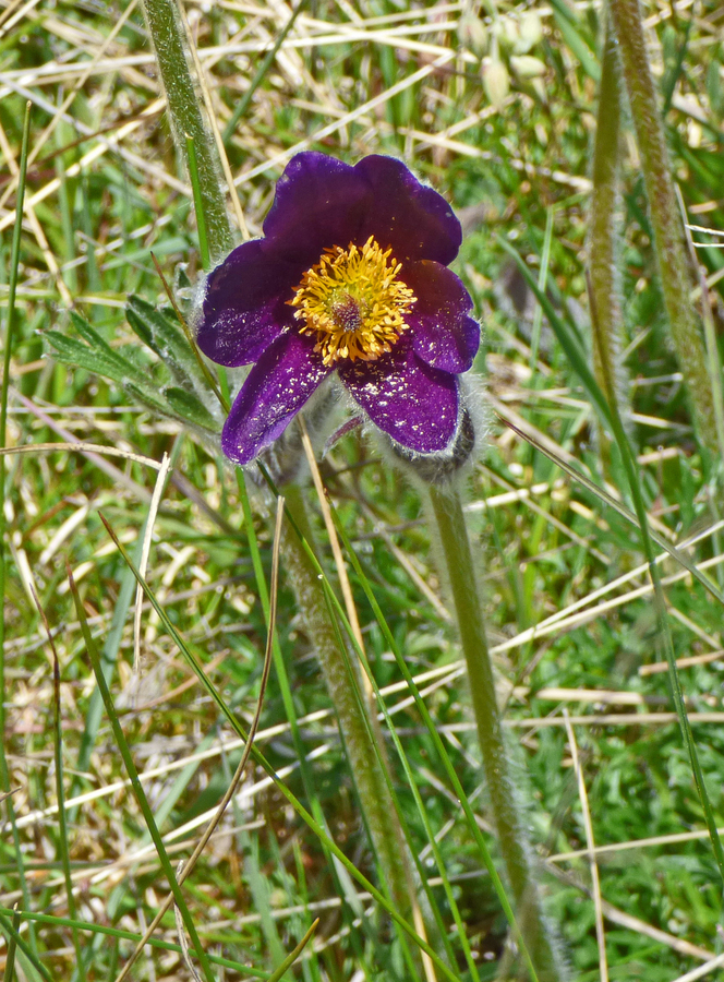 Pulsatilla rubra