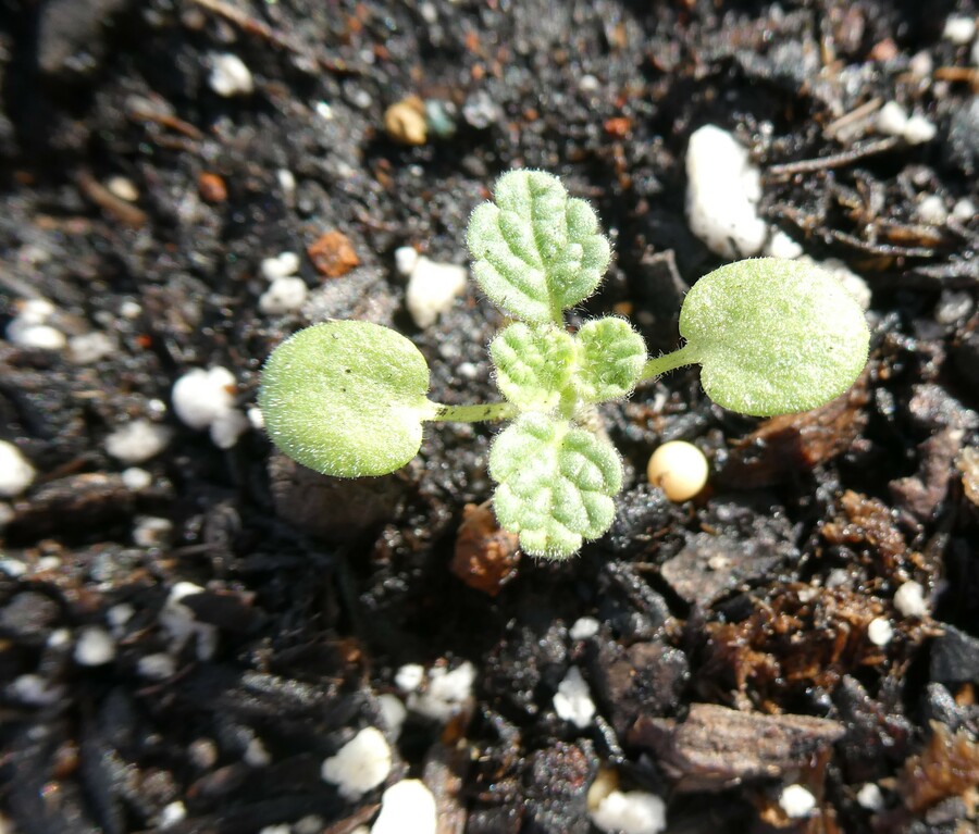Marrubium supinum
