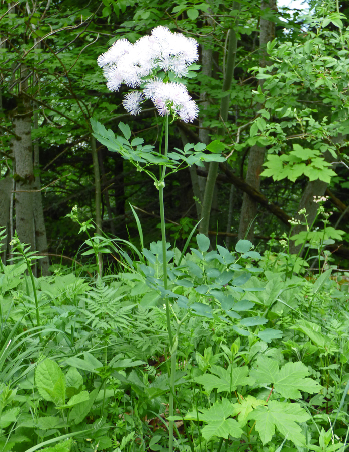 Thalictrum aquilegifolium