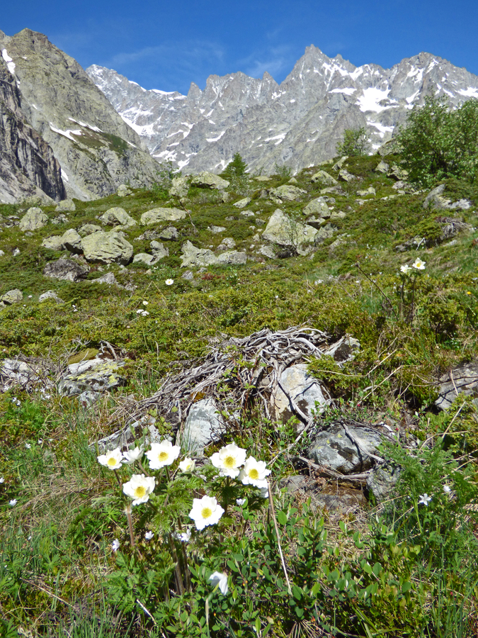 Pulsatilla alpina