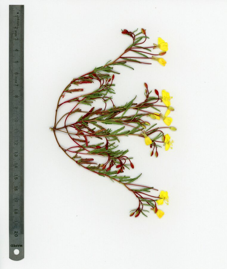 Camissonia lacustris Camissonia lacustris