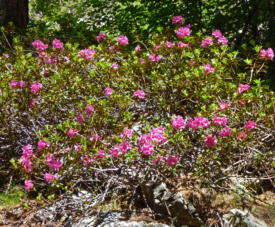 Rhododendron ferrugineum