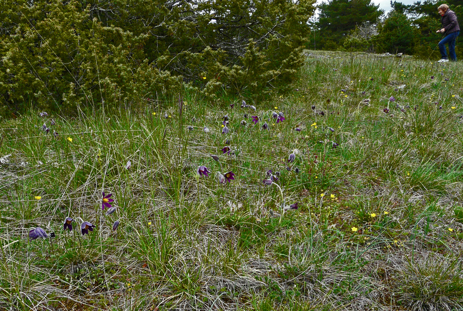 Pulsatilla rubra