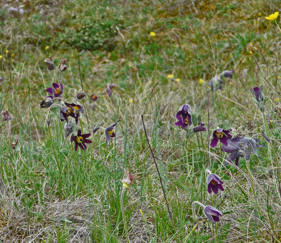 Pulsatilla rubra