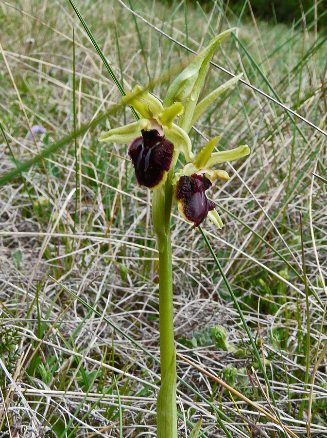 Ophrys sphegodes ssp. sphegodes