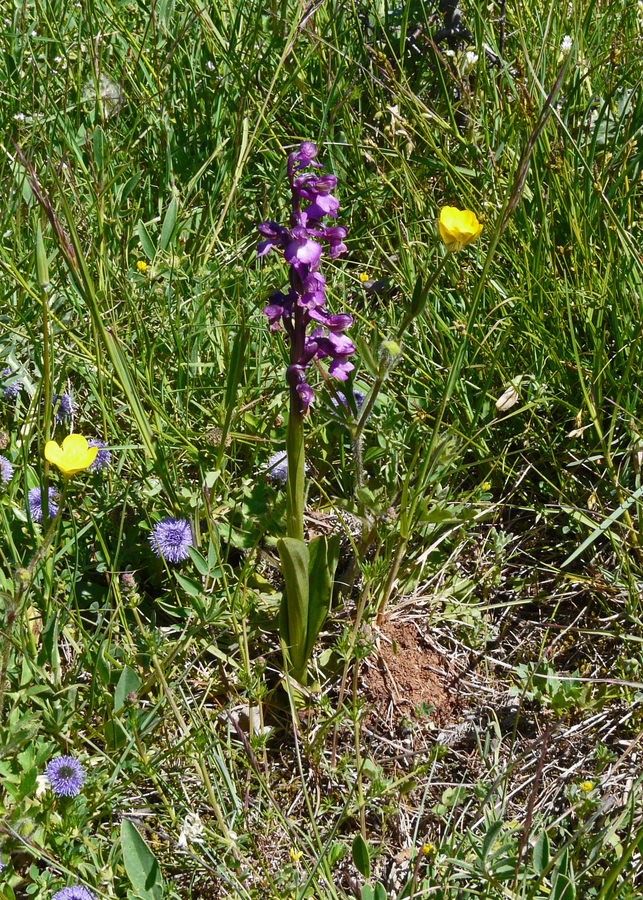 Orchis morio ssp. picta