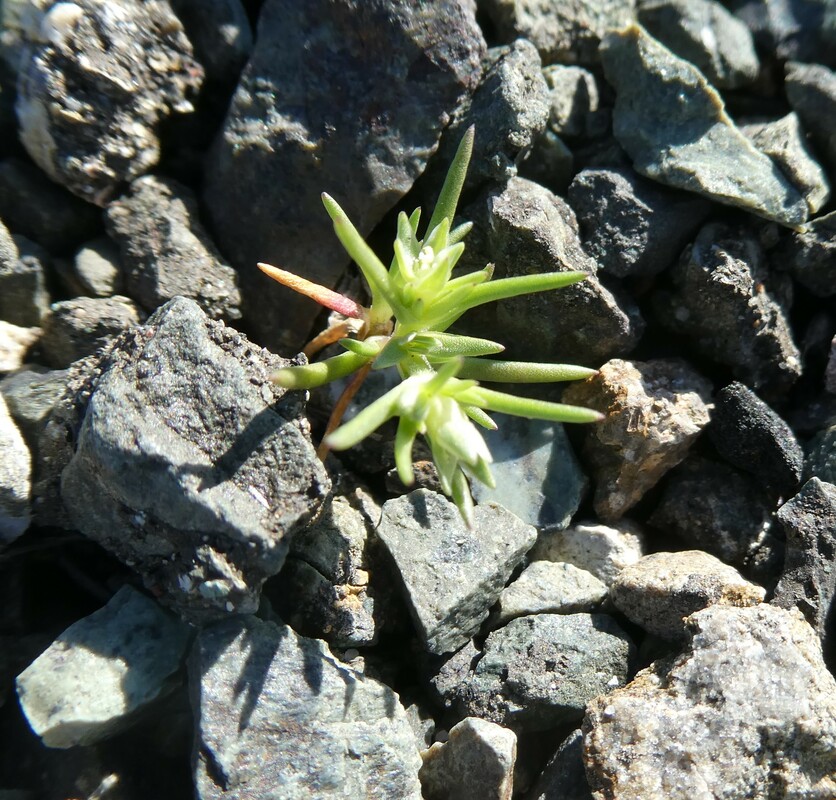 Scleranthus annuus