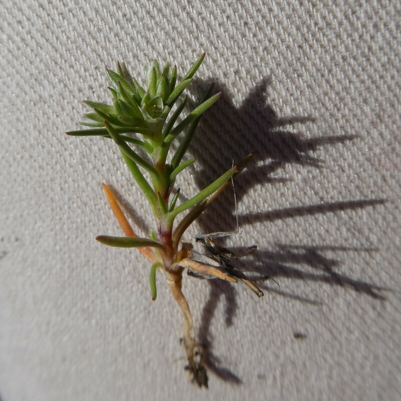 Scleranthus annuus