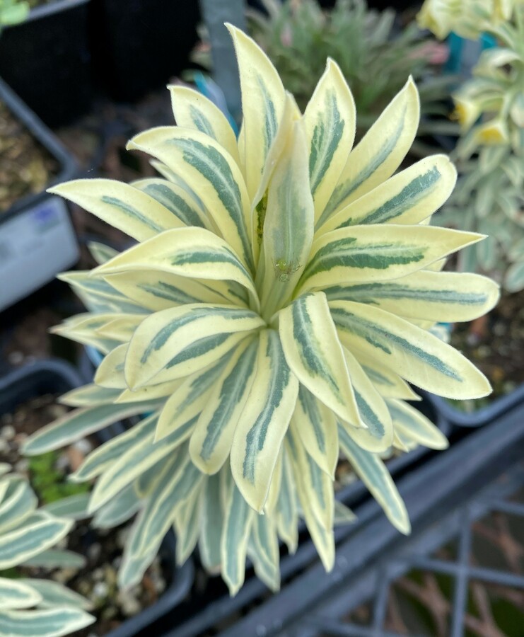 Euphorbia characias