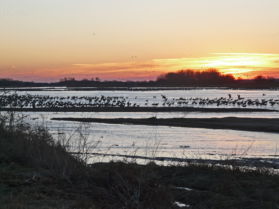 Dawn over the Platte; cranes rising