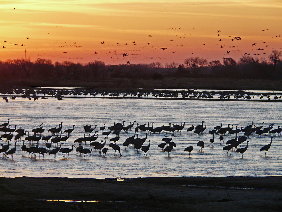 Dawn over the Platte; cranes rising