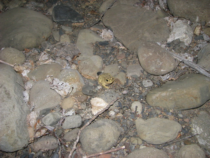 Anaxyrus californicus