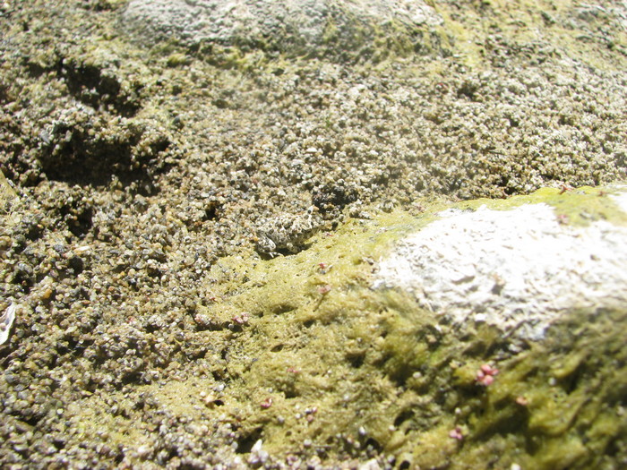 Anaxyrus californicus