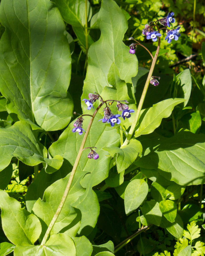 Adelinia grandis Adelinia grandis