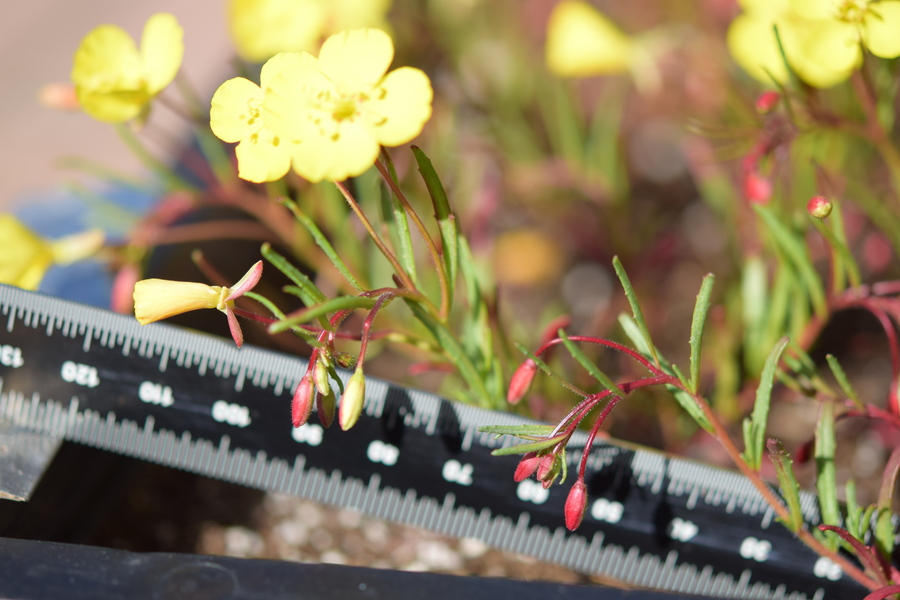 Camissonia lacustris
