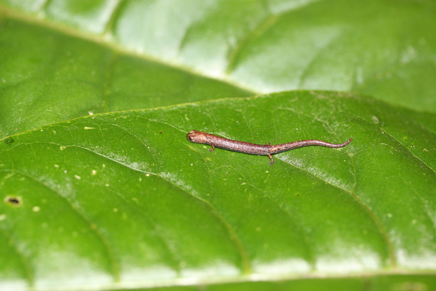 Pseudoeurycea orchileucos