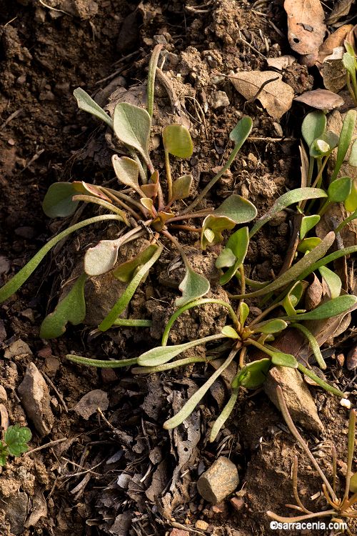Claytonia parviflora ssp. utahensis