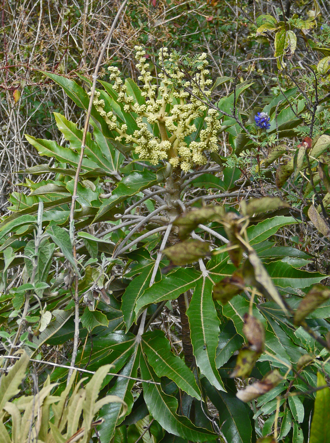 Oreopanax ecuadorensis
