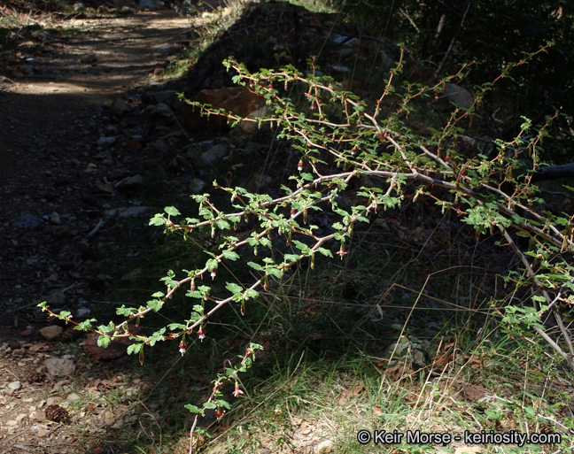 Ribes amarum