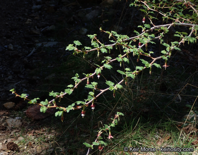Ribes amarum